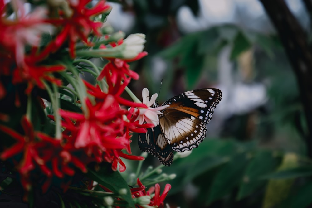 borboleta preta e branca na flor vermelha