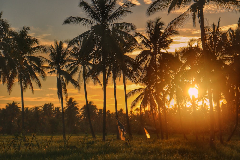 silhouette of coconut trees during sunset