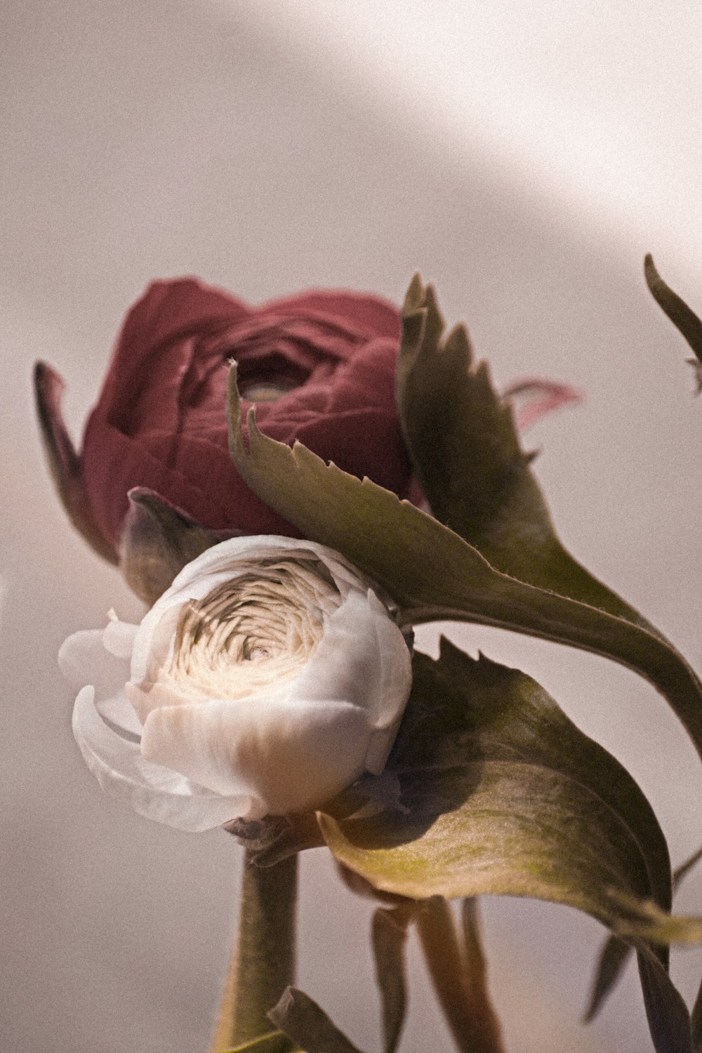 white and pink rose in bloom