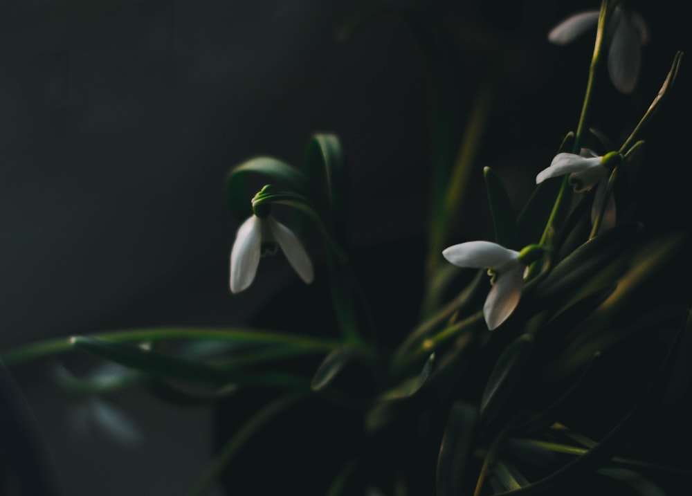 white flower buds in tilt shift lens