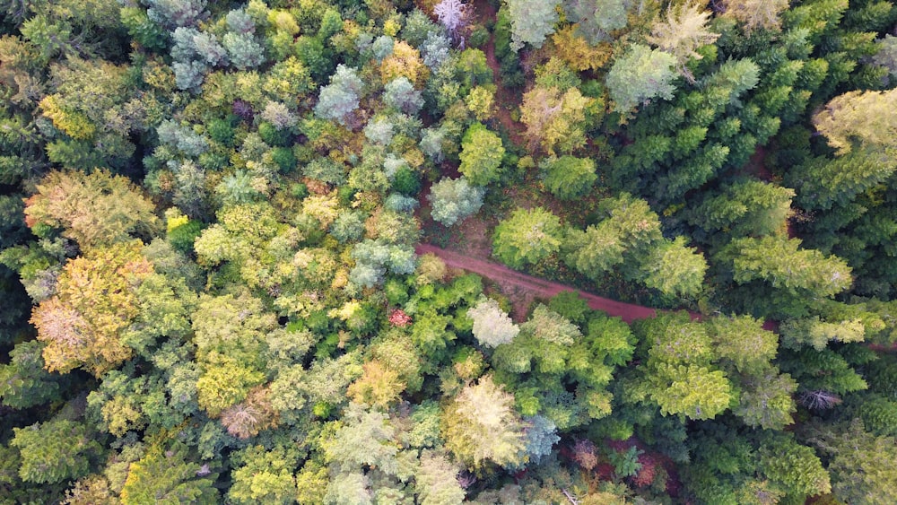 green and brown tree lot