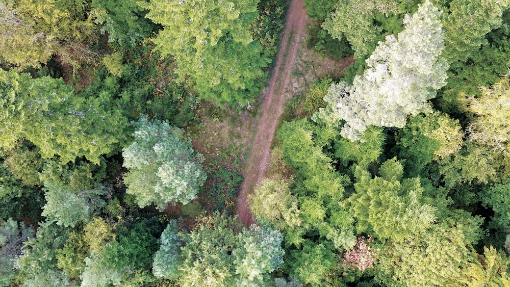 green and brown trees during daytime