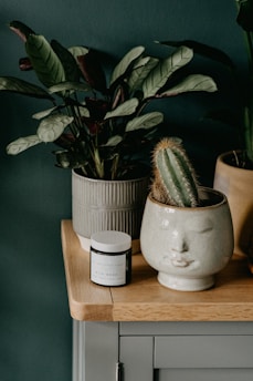 green plant in white ceramic pot