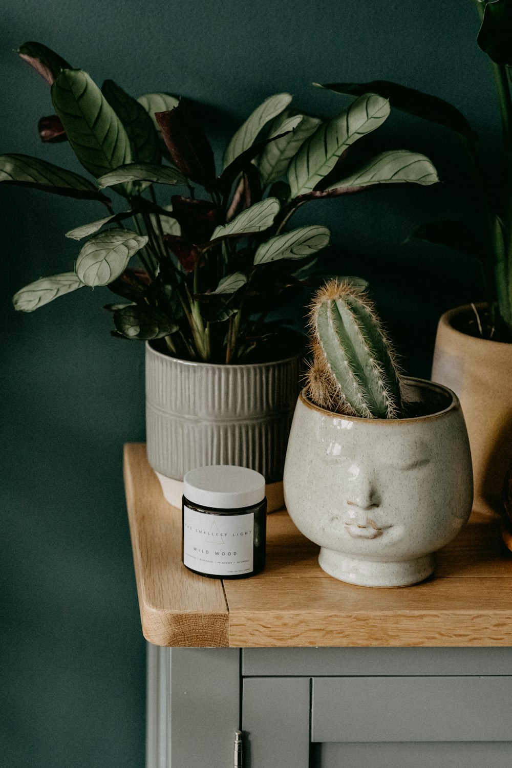 green plant in white ceramic pot