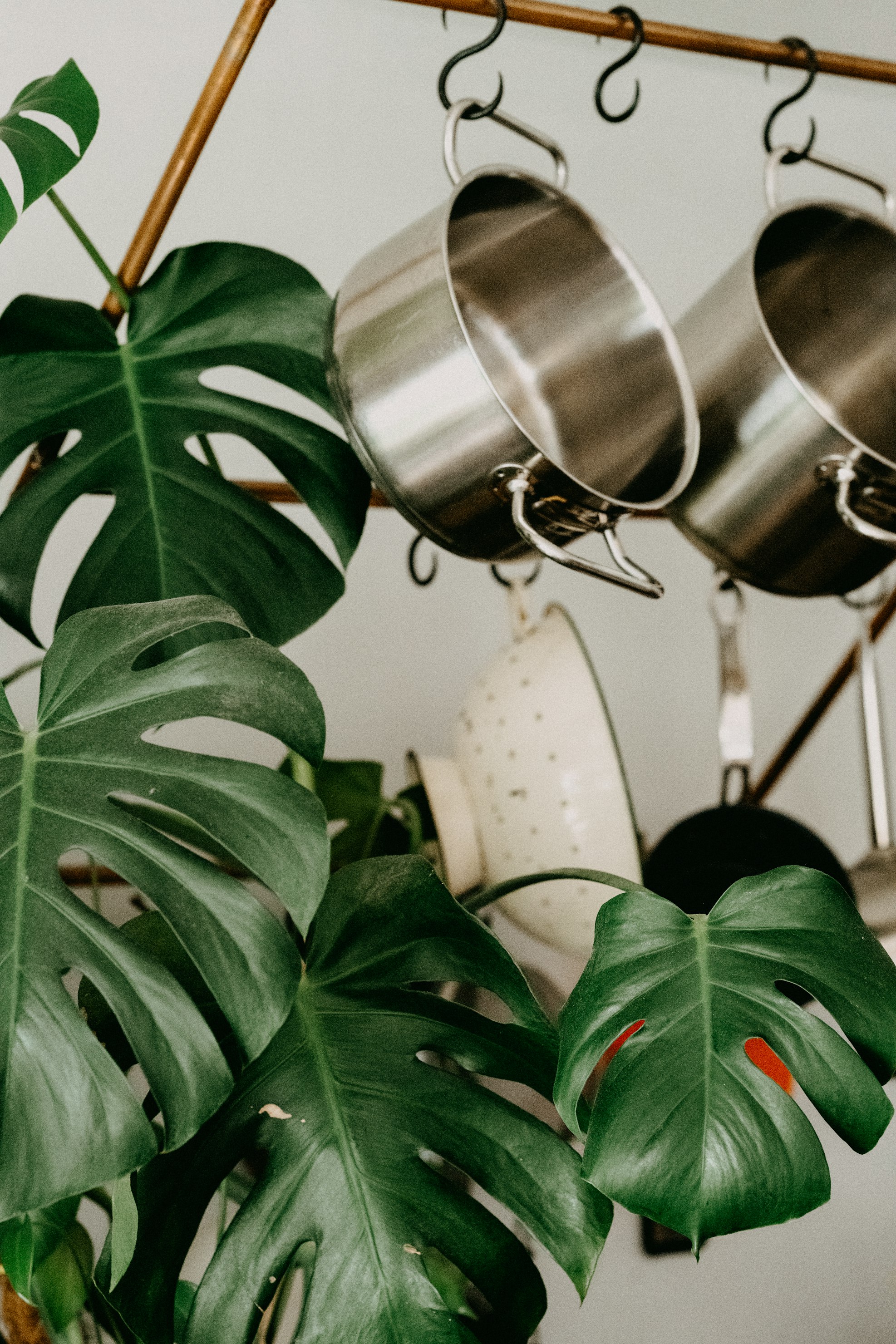 hung kitchen pots and a plant