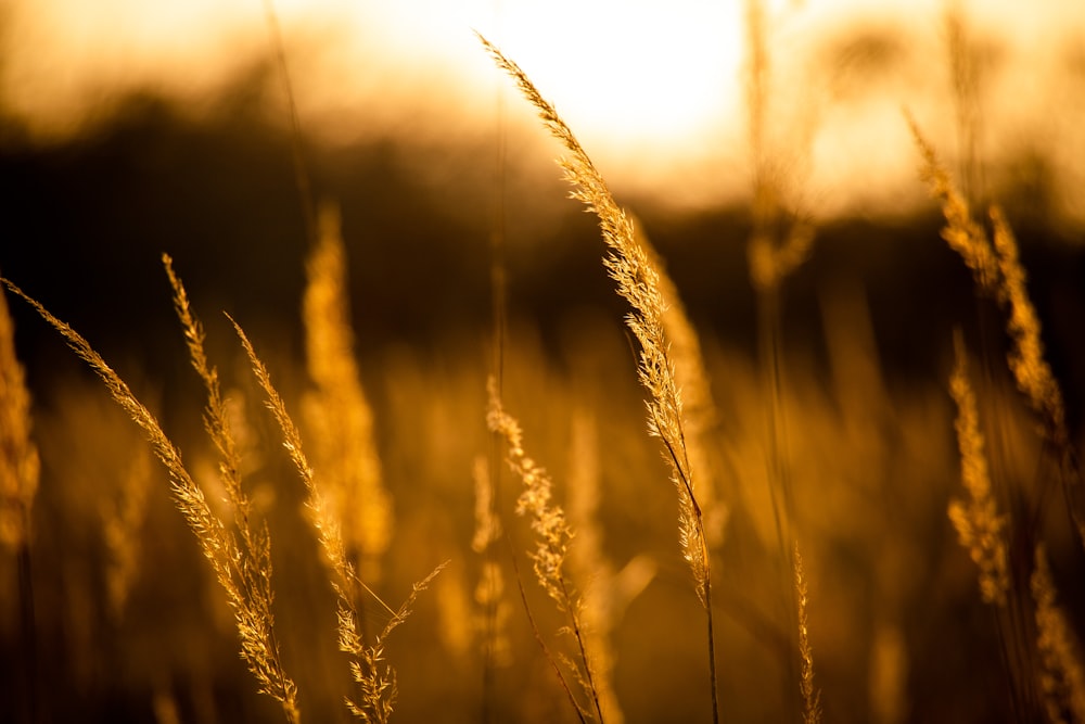 brown wheat in close up photography