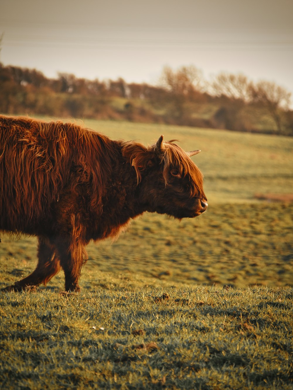 brown cow on green grass field during daytime