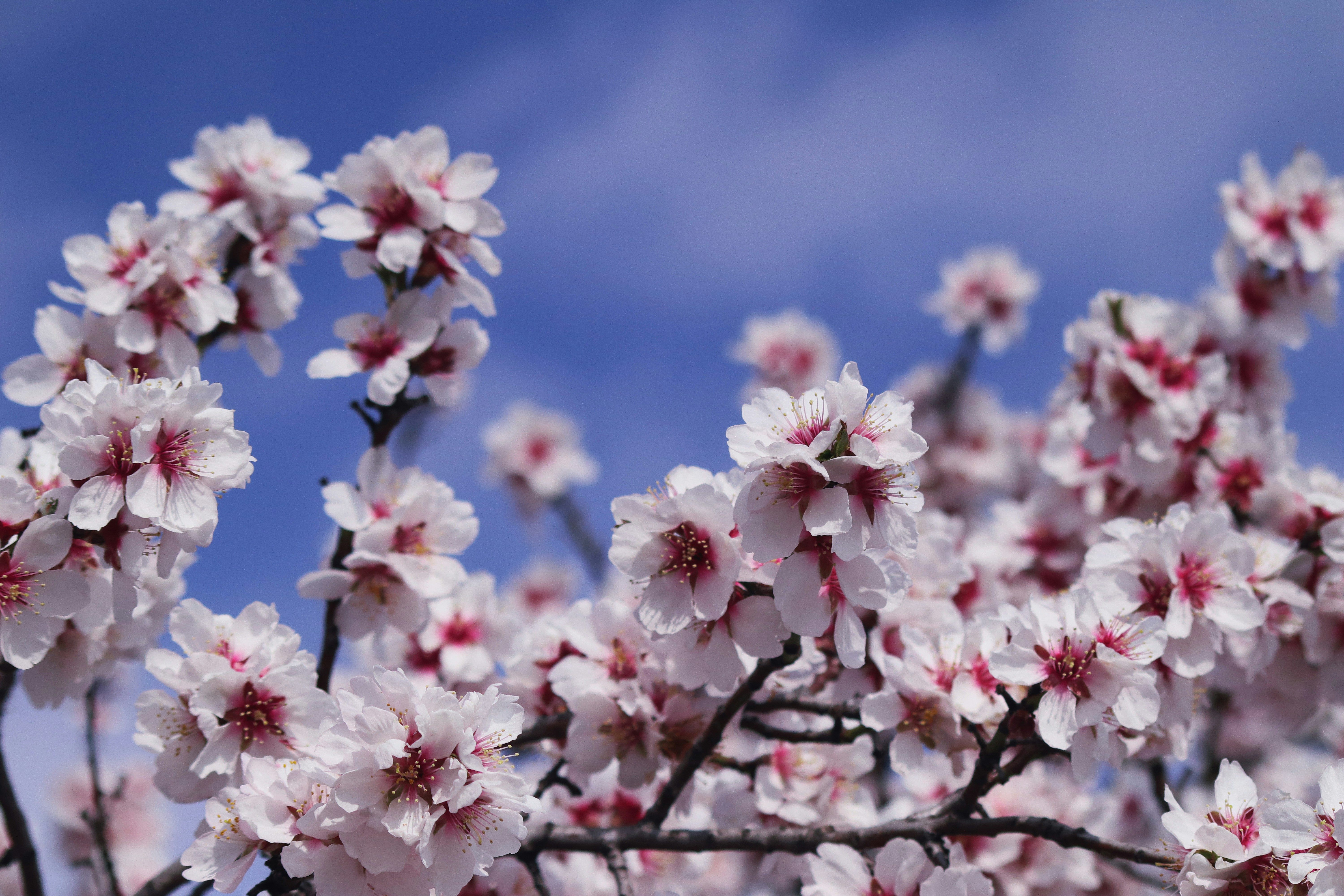 White and pink cherry blossom flowers in bloom during daytime photo ...