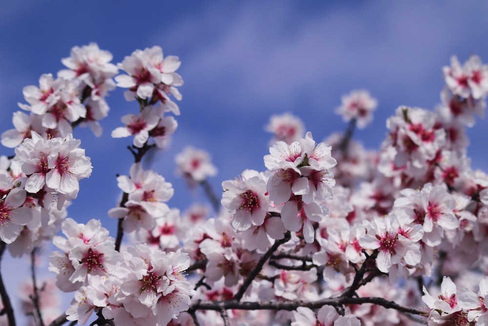 white and pink cherry blossom flowers in bloom during daytime