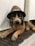 A stuffed toy dog wearing a brown hat lies on a tiled surface. The hat has a badge or label attached to it. The dog's fur is a mix of brown, black, and tan colors, and it is positioned in a relaxed pose.