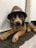 A stuffed toy dog wearing a brown hat lies on a tiled surface. The hat has a badge or label attached to it. The dog's fur is a mix of brown, black, and tan colors, and it is positioned in a relaxed pose.