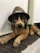 A stuffed toy dog wearing a brown hat lies on a tiled surface. The hat has a badge or label attached to it. The dog's fur is a mix of brown, black, and tan colors, and it is positioned in a relaxed pose.