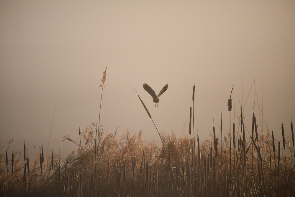 brown grass field during daytime