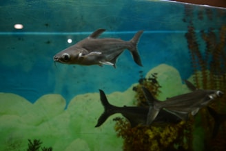 A group of fish swimming in an aquarium with a backdrop of aquatic plants and rocks. The water has a blue-green tint, and the aquarium lighting creates reflections on the glass. The fish have elongated bodies with fins visible, and they appear to be of the same species.