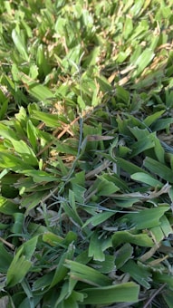 A close-up view of vibrant, green grass blades with patches of yellow-brown dried grass. The natural texture and variations in height give a lush and dense appearance.