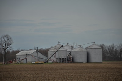 Loader moving bulk wheat in open storage