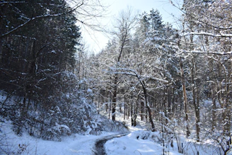 A serene winter garden with soft sunlight filtering through bare branches, symbolizing growth and calm.