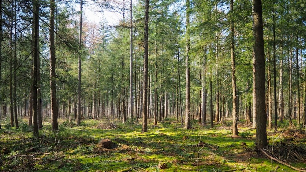 green trees on brown grass field during daytime