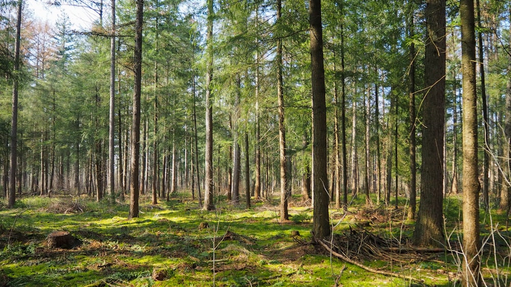 alberi verdi sulla foresta durante il giorno