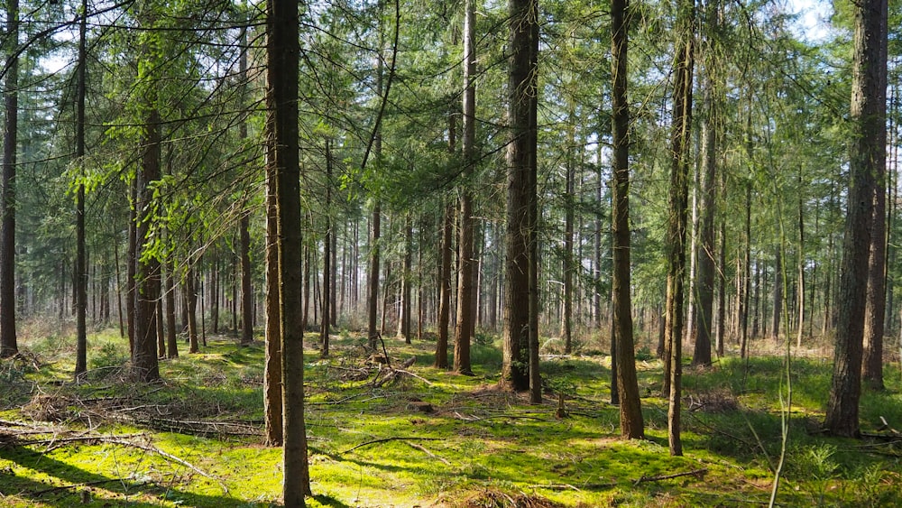 green grass and trees during daytime