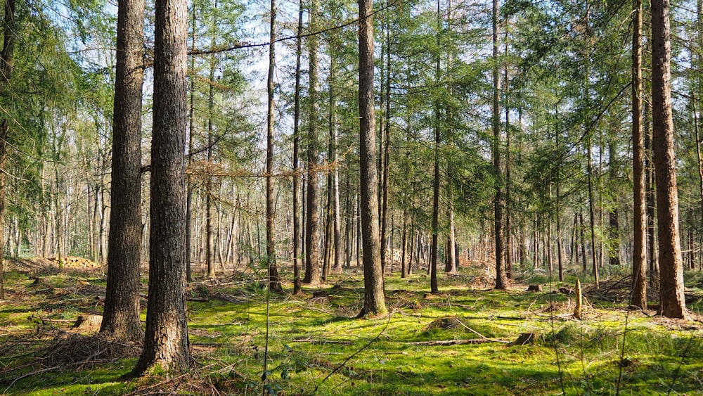 green trees on green grass field during daytime