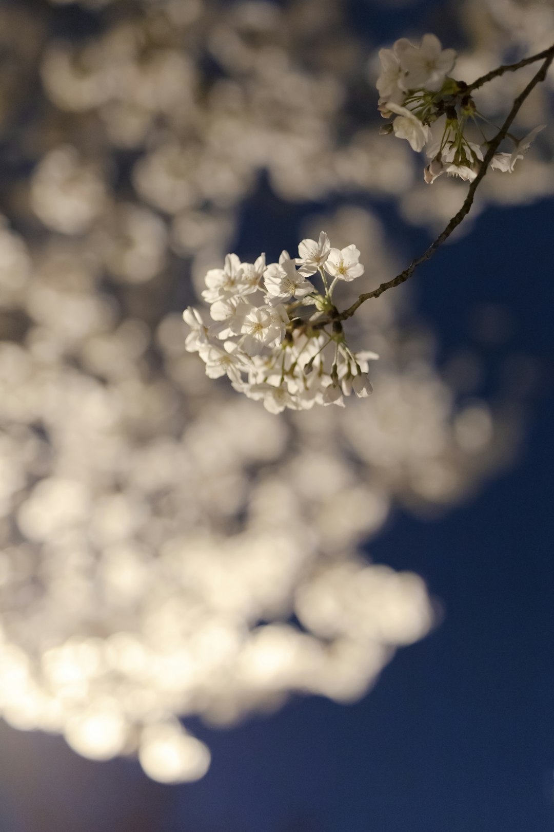 white cherry blossom in close up photography