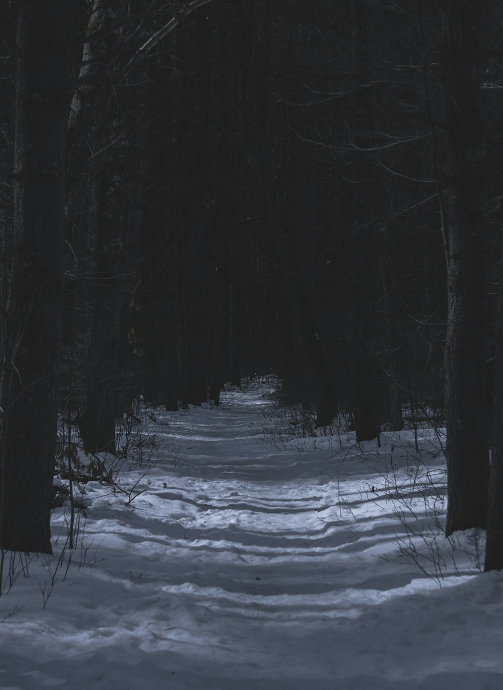 snow covered trees during daytime