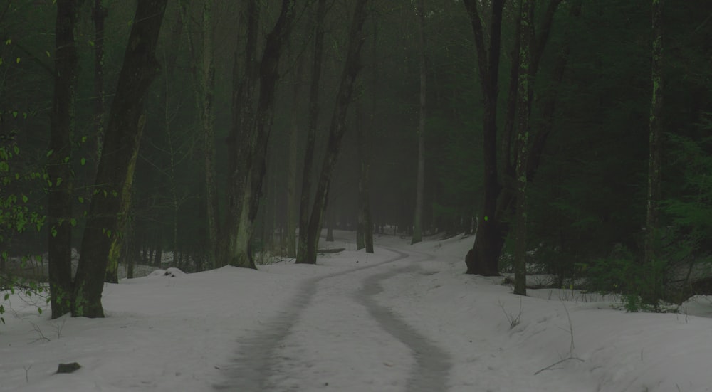 green trees on snow covered ground