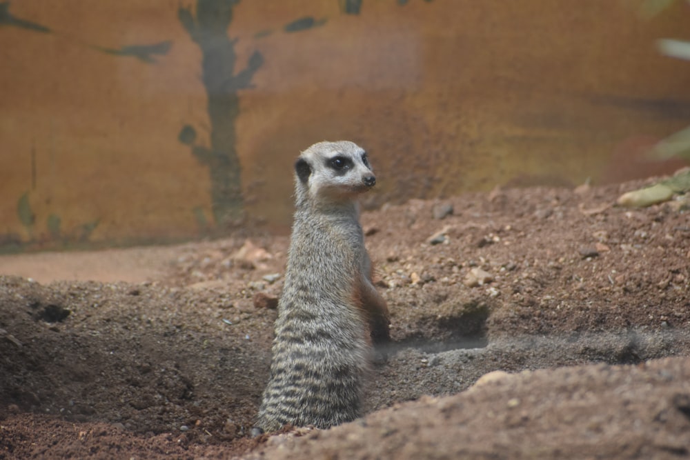 brown and white animal on brown soil