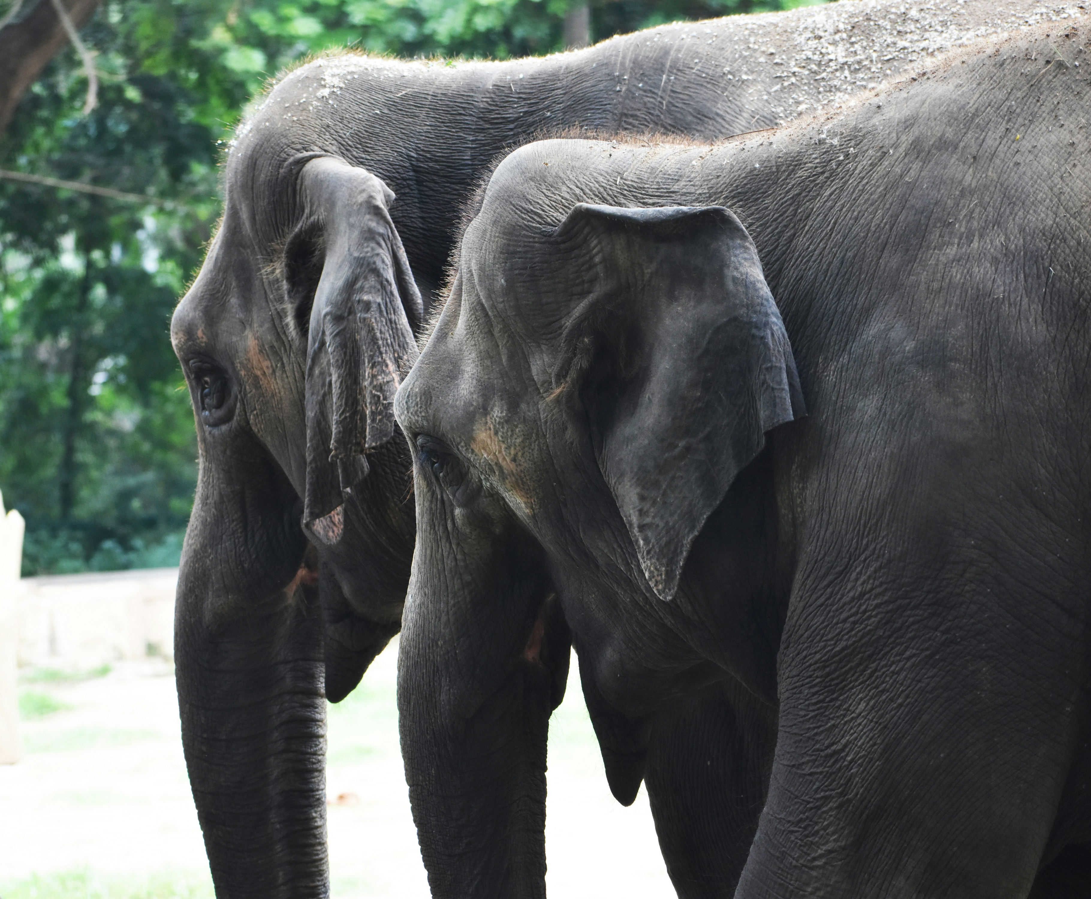 black elephant on green grass during daytime