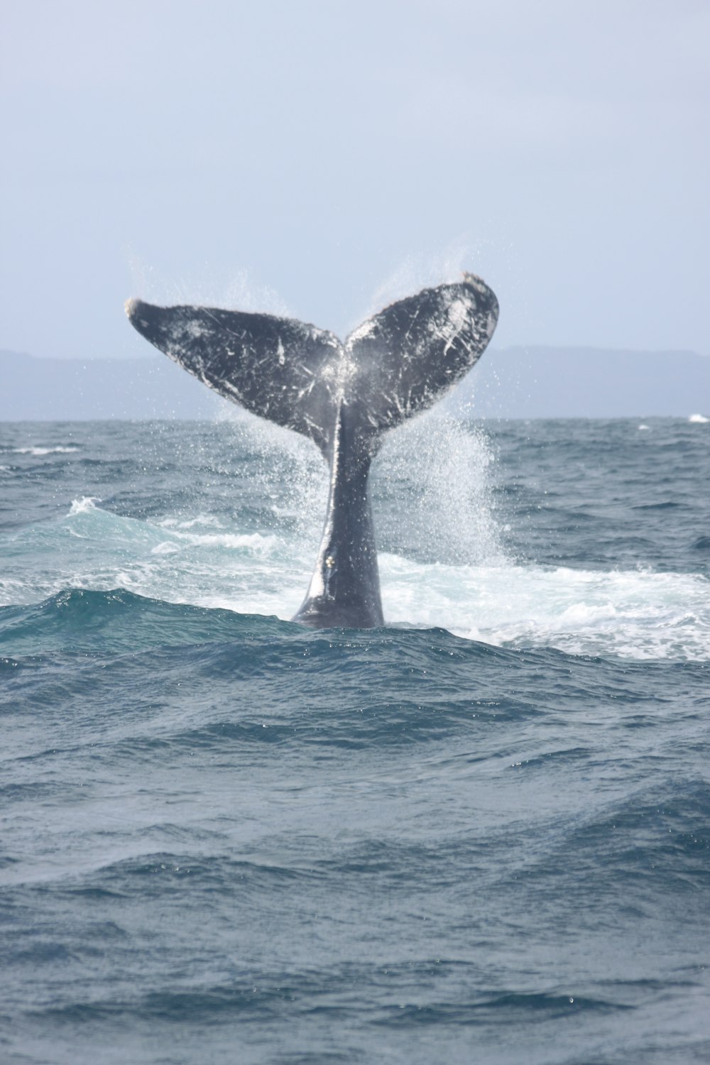 whale tail over the sea