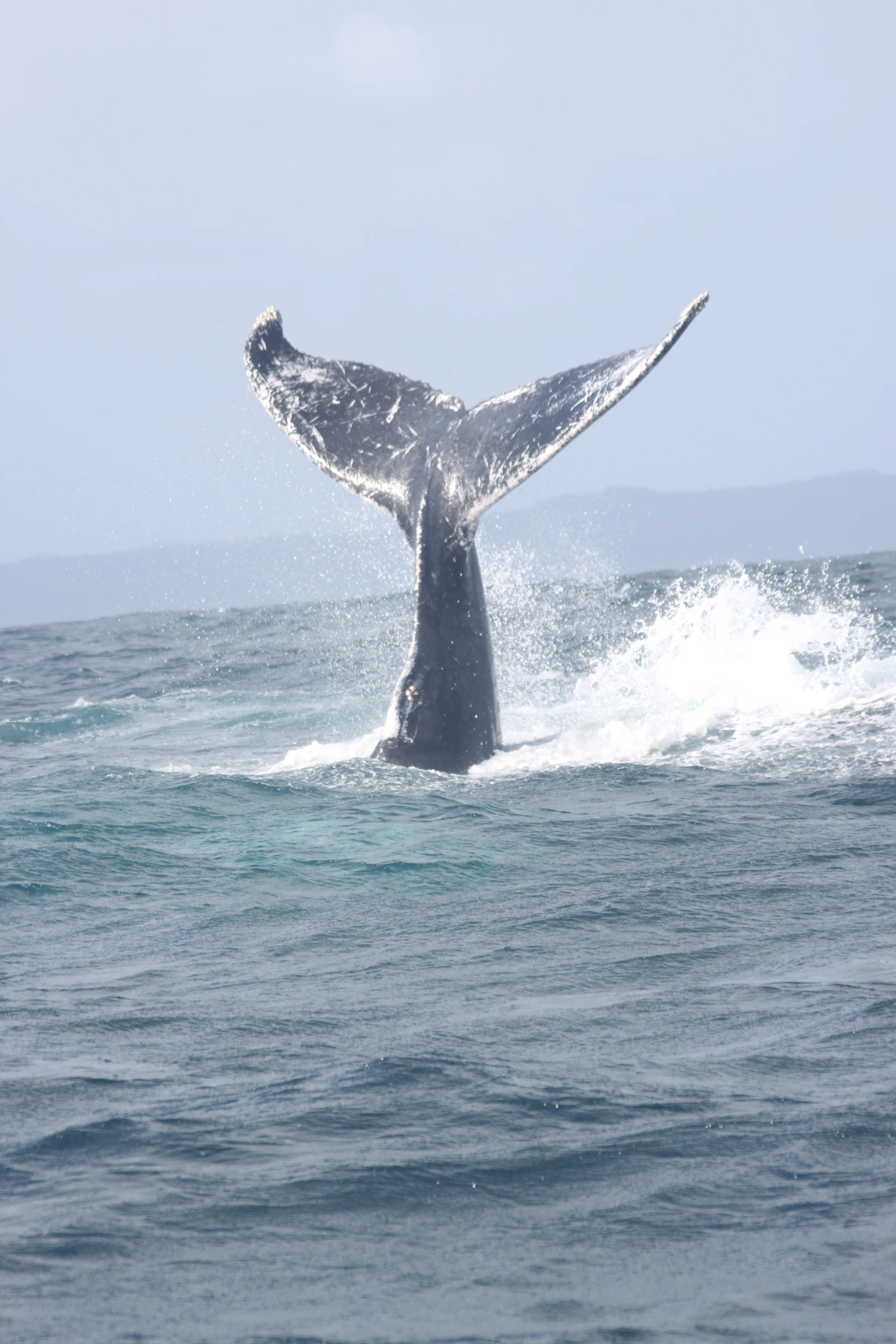 Whale tail above the sea