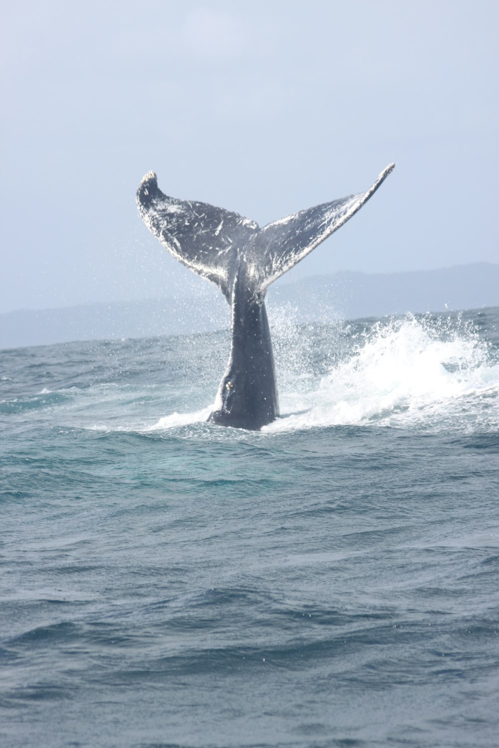 whale tail on body of water during daytime
