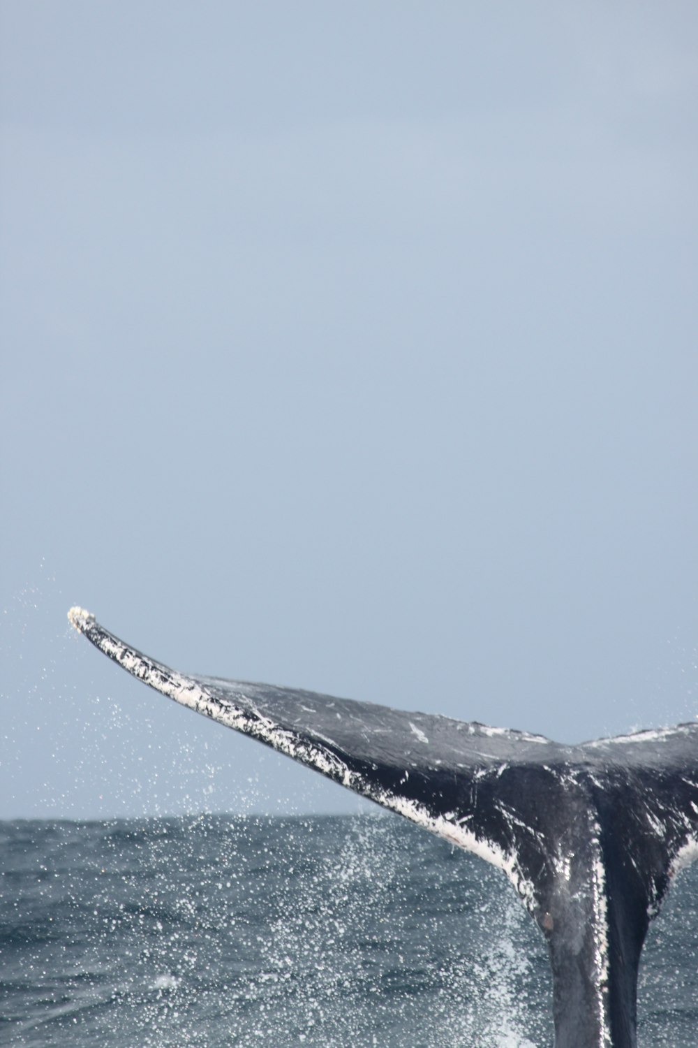 black and white whale on blue sea under blue sky during daytime