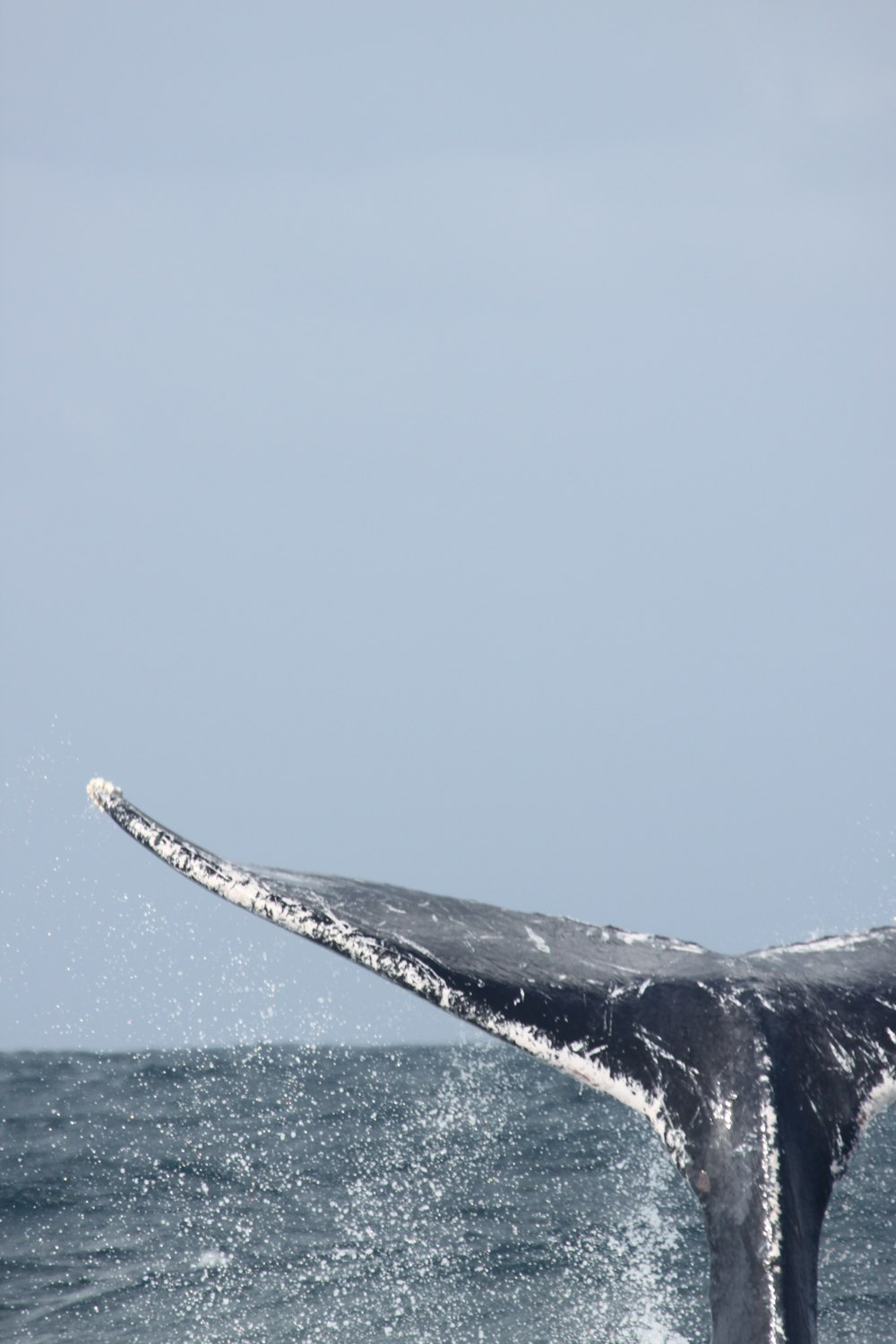 昼間の青空の下、青い海に浮かぶ黒と白のクジラ