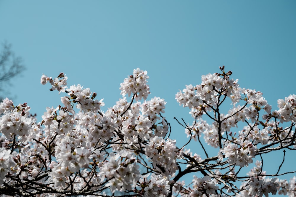 flor de cerezo blanco bajo el cielo azul durante el día