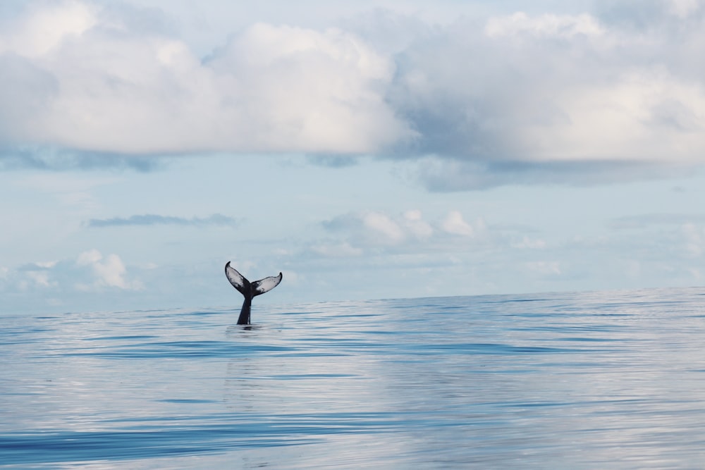 black bird flying over the sea during daytime