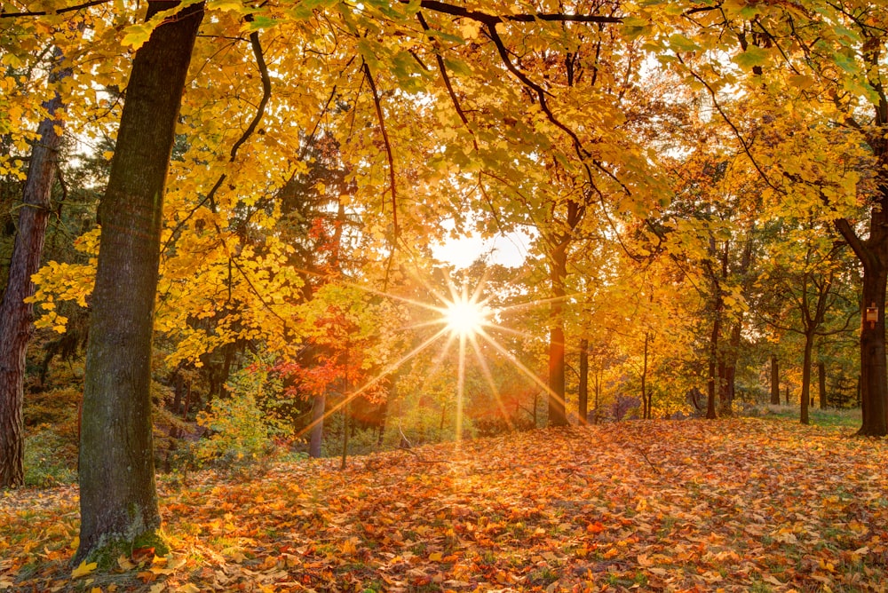 alberi marroni e verdi durante il giorno