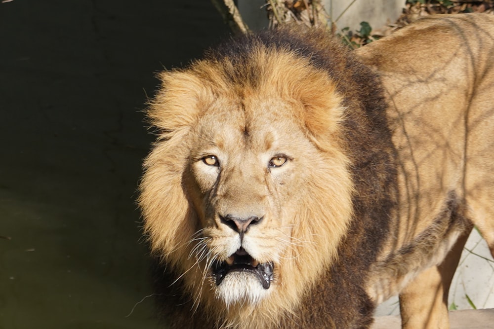 lion lying on green grass