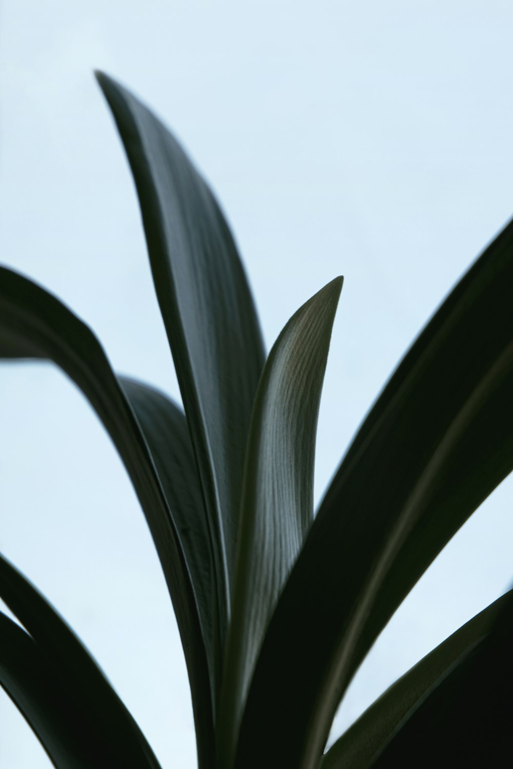 green plant under white sky