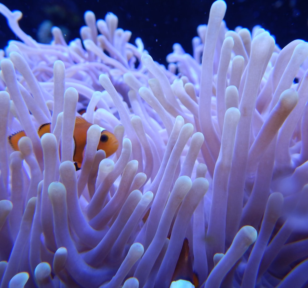 clown fish in body of water