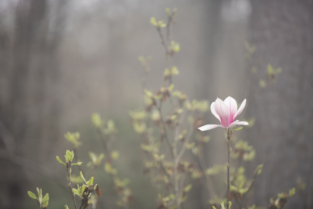 pink flower in tilt shift lens