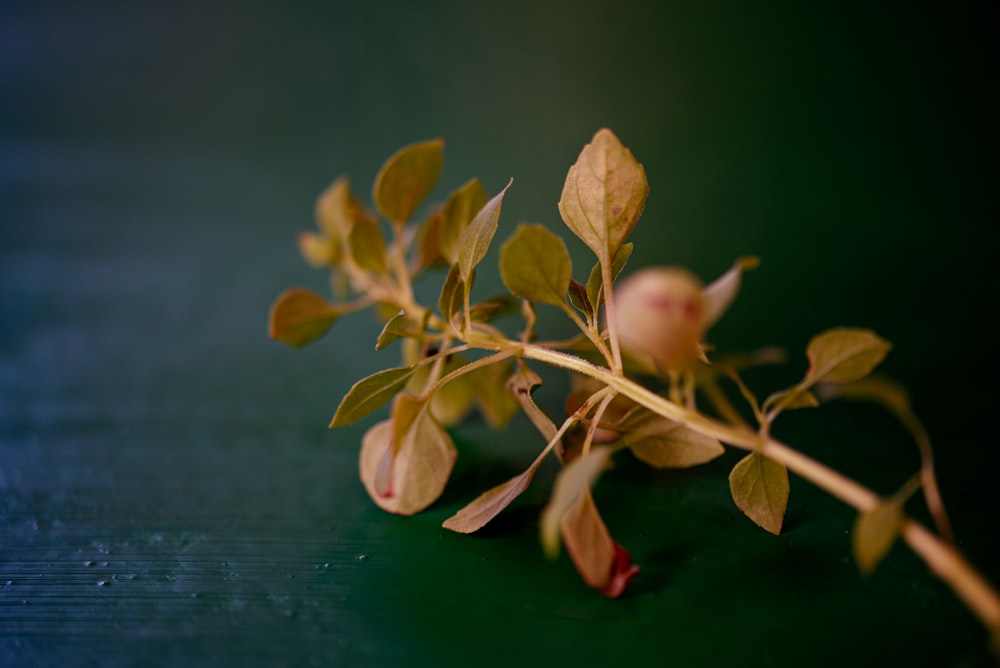 green and brown leaves on black surface