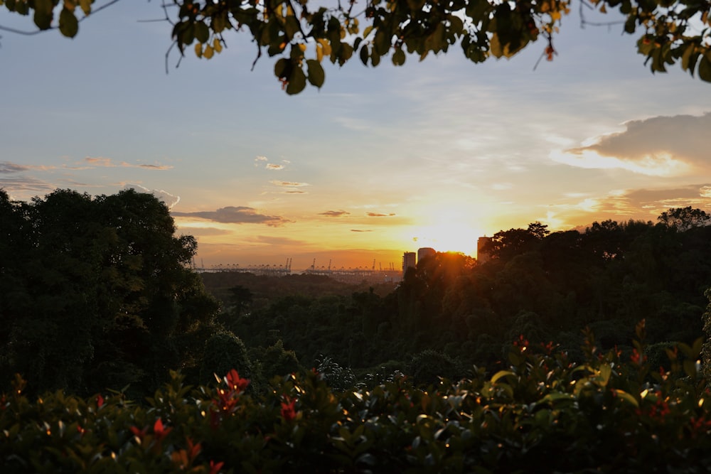 árvores e plantas verdes durante o pôr do sol