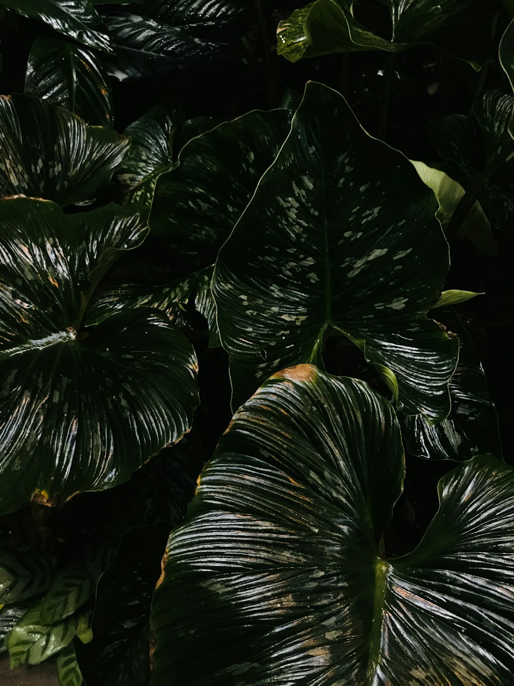 green and yellow leaf plant