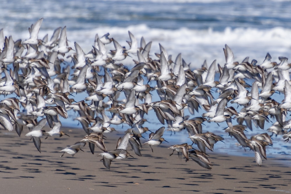 white and black birds on shore during daytime