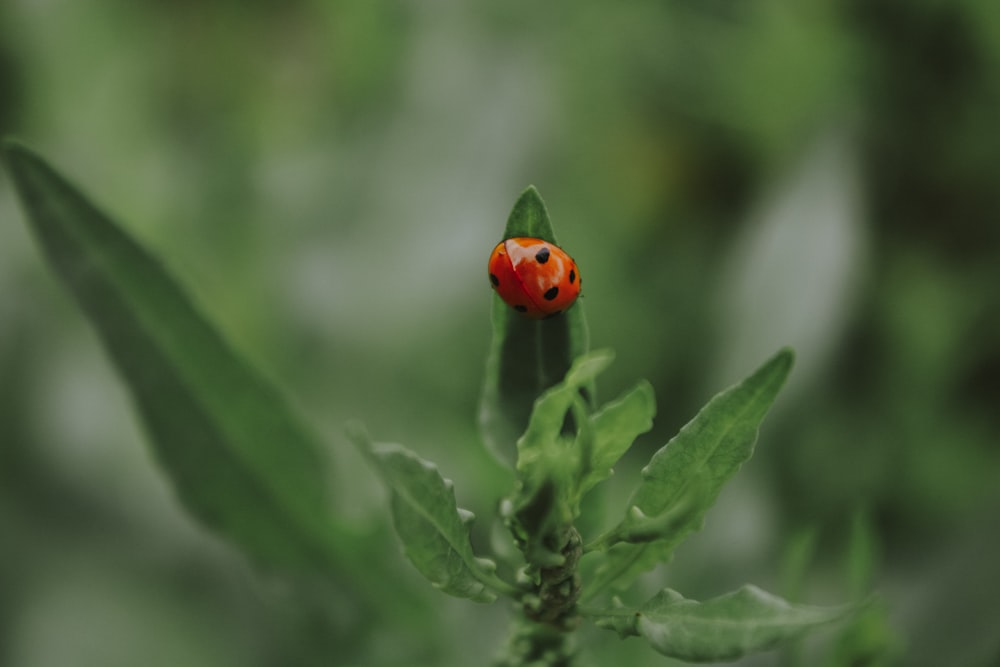 red ladybug perched on green leaf in close up photography during daytime