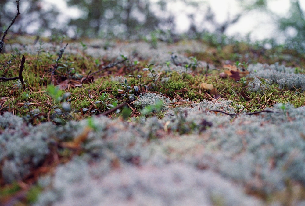 brown dried leaves on ground during daytime