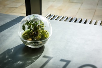 A glass terrarium containing various green plants and moss sits on a gray tabletop. Sunlight streams through a nearby window, casting shadows and highlights on the surface. The terrarium is spherical and transparent, showcasing the plants inside.