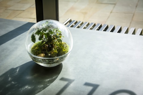 A glass terrarium containing various green plants and moss sits on a gray tabletop. Sunlight streams through a nearby window, casting shadows and highlights on the surface. The terrarium is spherical and transparent, showcasing the plants inside.